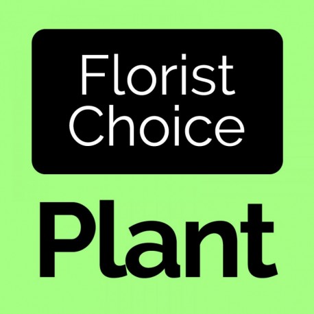 Florist Choice Plant