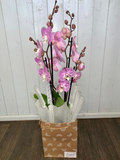 Potted Orchid In Gift Bag - A long lasting elegant orchid plant is a very lovely gift to give and recieve. 

*Please note colour of orchid may vary due to availability.