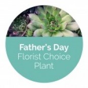 Fathers Day Plant