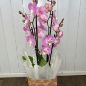 Potted Orchid In Gift Bag